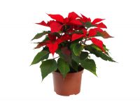 Plant of the moment: Poinsettia