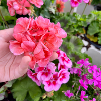 Plants that define the start of summer
