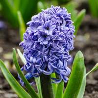 Plants that thrive in spring sunshine