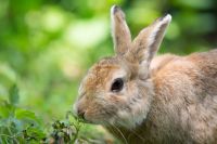 Rabbit proof plants for your garden