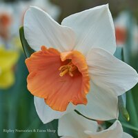 Spring-flowering garden plants