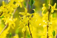 Spring is a wonderful time for shrubs!