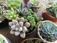 Succulent care guide