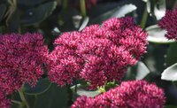 The 5 Best Flowering Plants for Fall