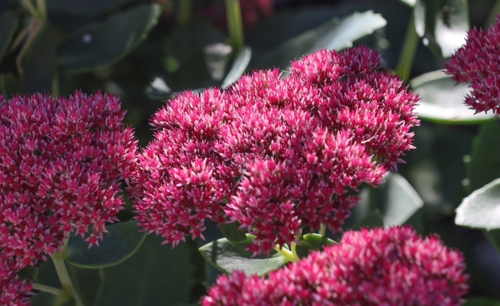 The 5 Best Flowering Plants for Fall - Ripley Nurseries - Garden Centre