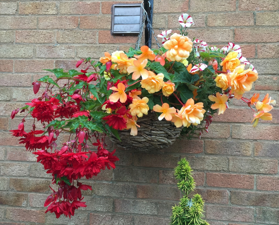 Top 5 plants for hanging baskets Ripley Nurseries Garden Centre
