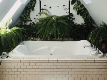 Top 7 Houseplants for in the bathroom
