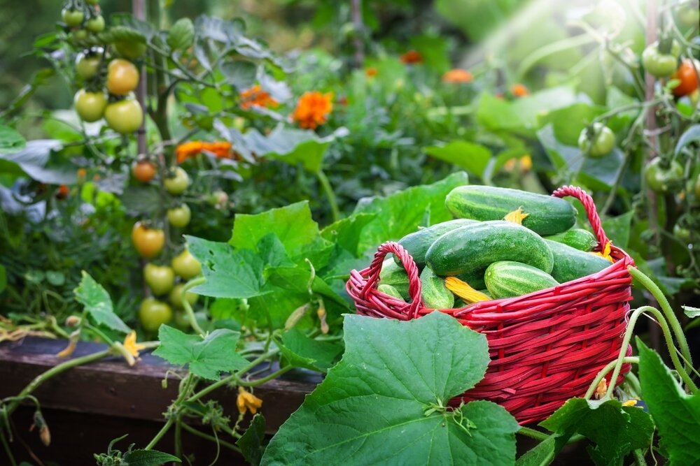 Vegetable gardening tips for summer - Ripley Nurseries - Garden Centre ...