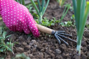 What to do in the garden in March?