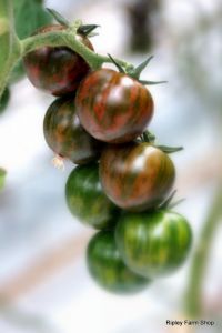 Our Tomato Supplier