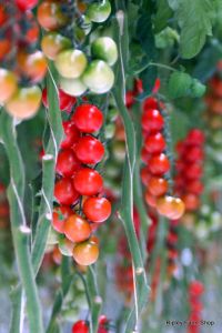 Our Tomato Supplier