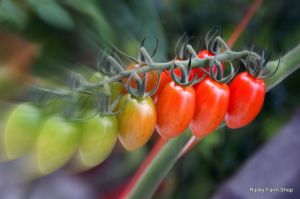 Our Tomato Supplier