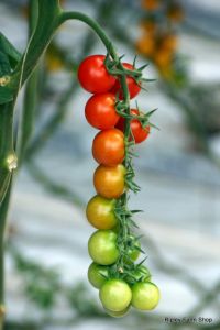 Our Tomato Supplier