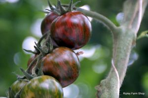 Our Tomato Supplier