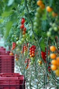 Our Tomato Supplier