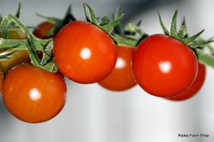 Our Tomato Supplier