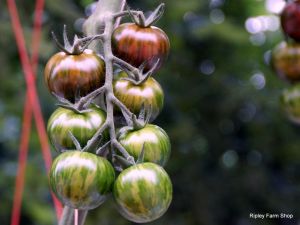 Our Tomato Supplier