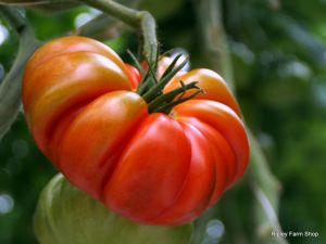 Our Tomato Supplier