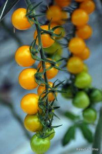 Our Tomato Supplier