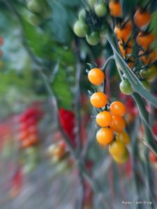 Our Tomato Supplier