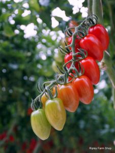 Ripley Farm Shop Tomatoes direct from Sussex to Surrey Guildford Woking.