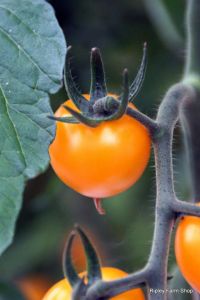 Our Tomato Supplier