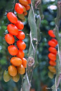 Our Tomato Supplier