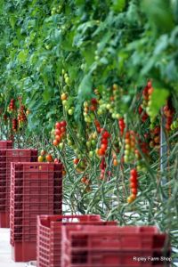 Our Tomato Supplier