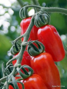 Ripley Farm Shop Tomatoes direct from Sussex to Surrey Guildford near Woking.