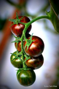 Our Tomato Supplier