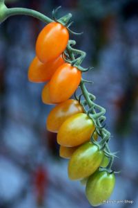 Our Tomato Supplier