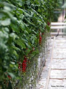 Our Tomato Supplier