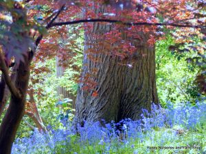 Wisley RHS May