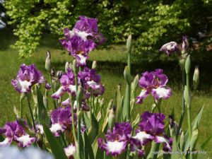 Wisley RHS May