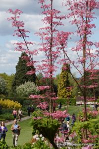 Wisley RHS May