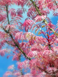 Wisley RHS May