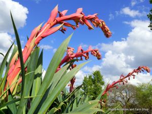 Wisley RHS May