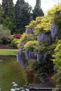 Wisley RHS May