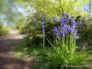 Wisley RHS May