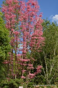 Wisley RHS May