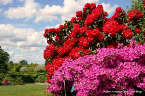 Wisley RHS May