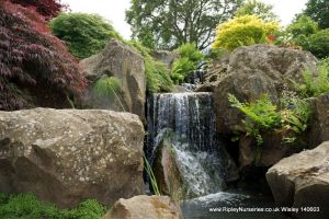 Wisley RHS June