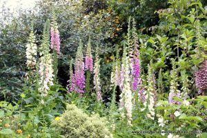 Wisley RHS June