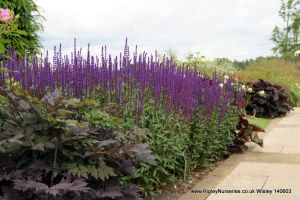 Wisley RHS June