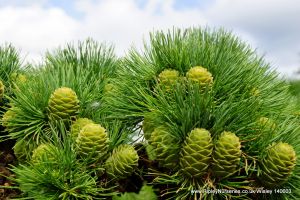 Wisley RHS June