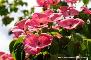 Wisley RHS June