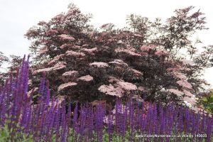 Wisley RHS June