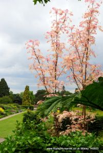 Wisley RHS June