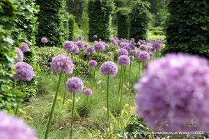 Wisley RHS June