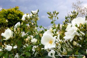 Wisley RHS June